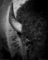 Monochrome
