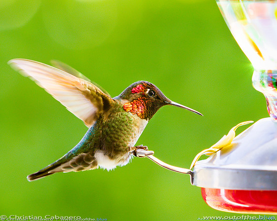 Male Anna's Humming Bird on Feeder 1